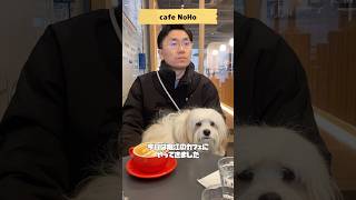 【Cafe NoHo】愛犬とお洒落なカフェ行ってきました🐶 #shorts #カフェ #犬連れ