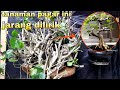 Membuat Bonsai Dari Bahan Sederhana Dengan Minim Biaya