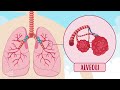 THE RESPIRATORY SYSTEM 🫁 💨 👃🏼| Happy Learning