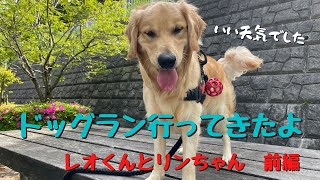 赤穂市　ドッグランが楽しい　レオくんとリンちゃん　ゴールデンレトリバー　赤穂ピクニック公園ドッグラン　前編