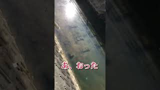 川にいたあり得ない魚の衝撃的な結末