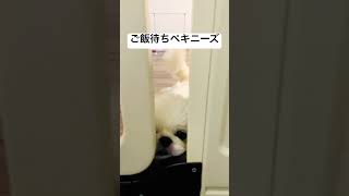 主もしっぽにつられて揺れている🐶 #ペキニーズ #犬のいる生活 #いぬ #pekingese #shorts