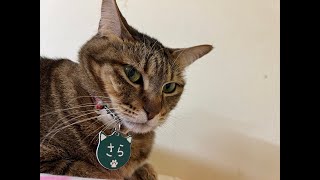 日曜日の夜も猫猫猫！皆様と過ごすジオラマ食堂生配信をお楽しみください！