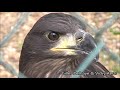 white tailed eagle juvenile sound zeearend juveniel geluid monde sauvage