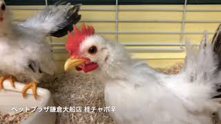 ペットプラザ鎌倉大船店 桂チャボ♀