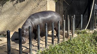 日向ぼっこするナツメちゃん【‎2025年‎1月26日】【上野動物園】コビトカバ