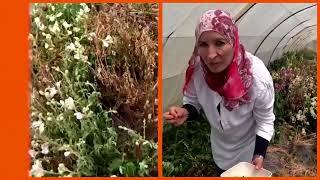 Tunisia heatwave wilts farmer's edible flowers