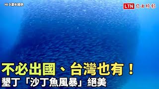 不必出國、台灣也有！墾丁「沙丁魚風暴」絕美（Hi D潛水提供）