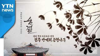 '생과 멸의 아름다운 변주' 반계리 은행나무 (천연기념물 제167호)  / YTN