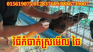 វិធីកំចាត់ស្រមើល ចៃ