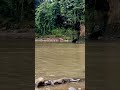 cuaca ekstrim musim hujan‼️waspada jika milih spot mancing di sungai dataran rndah sperti ini#shorts