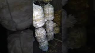 mushroom🍄 cultivation#shorts #kalan saagupadi#practice #business #ideas #vivasayam