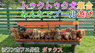 第２回トゥクトゥク犬集合 inワンカフェ丹波 プール遊びをしたよ！ ミニチュアダックスフンド 多頭飼い ３歳／１歳【ちゃんねるナッツ】vol.225