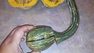 Guatemalan Green-Fleshed Ayote Squash!!.. somewhat, read description