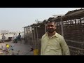 zain khalifa ready for lariyan with 650 pigeons big pigeons loft in pakistan