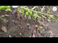 വിളവെടുപ്പ് കാണാ൦ harvesting