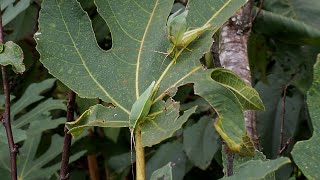 Chirping song of the insect T. hibinonis (of the family Grillidae), the main sound of our autumn