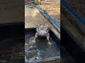 オオタカの水浴び hawk bathing ‪ フクロウカフェ 広島 フクロウ‬ 鷹 隼 調教 鷹匠 owl hawk falcon