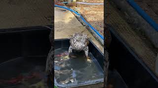 オオタカの水浴び - Hawk bathing ‪#フクロウカフェ #広島 #フクロウ‬ #鷹 #隼 #調教 #鷹匠 #owl #hawk #falcon