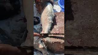 Expensive Hilsa Fish Scaling #shorts #short