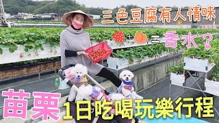 苗栗/大湖可以開始採草莓啦～採完草莓順遊洗水坑豆腐街，走走不錯的一日遊。滿意牛奶蜜高架草莓農場，吉園圃栽培，好停車，環境乾淨整潔，寵物友善。苗栗景點/大湖草莓。