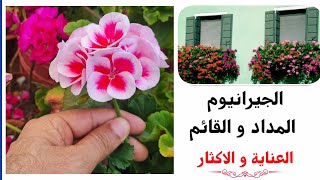 الجيرانيوم او الجارونيا، انواعها (المدادة و القائمة) طرق  Pélargonium (géranium) العناية و الاكثار.