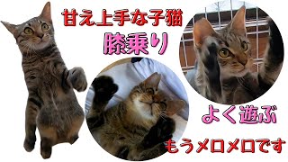 キジトラの子猫は甘え上手遊んで膝に乗ってメロメロです（保護猫カフェキャットスペース）中崎町　Brown tabby cat kitten who is good at spoiling