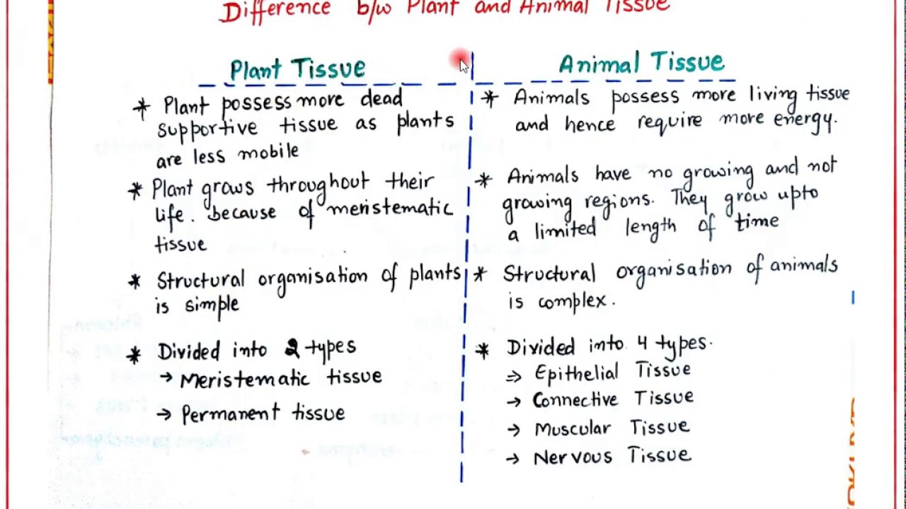 Tissue || Difference B/w Plant & Animal Tissue || Class9 Biology - YouTube