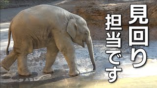 水遊びより楽しい？プールの見回りに余念がない真面目なアルン（未公開映像 2021.11.04）【上野動物園】Aruns likes to check around the pool