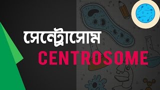 ০১.১৬. অধ্যায় ১ : কোষীয় কংকাল (Cytoskeleton) -  [HSC]