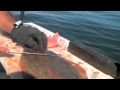 How To Fillet a Winter Flounder