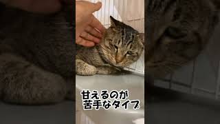 「蔵之介」　オス【新潟県動物愛護センター】【譲渡猫】