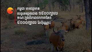 កម្ពុជា មានវត្តមានសត្វទន្សោងជាង ១៥០០ក្បាល ខណៈក្នុងពិភពលោកមានតែ ៤០០០ក្បាលតែប៉ុណ្ណោះ | Cambotrips TV