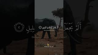 Surat Al-Fil (The Elephant) | Mishary Rashid Alafasy | مشاري بن راشد العفاسي | سورة الفيل