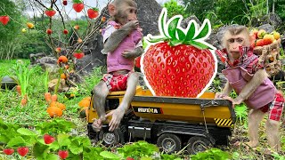 Smart Bim Bim and wife helps dad harvest strawberries to make fruit juice