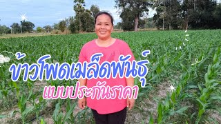 การปลูกข้าวโพดเมล็ดพันธุ์แบบประกันราคา