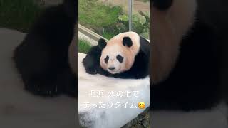 楓浜､氷の上でまったりタイム😊その１　#shorts #panda  #楓浜#アドベンチャーワールド