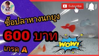 ซื้อปลาหางนกยูง จาก[ตลาดปลาสวยงาม]จตุจักร 600บาท Guppy [full red | Blue grass]