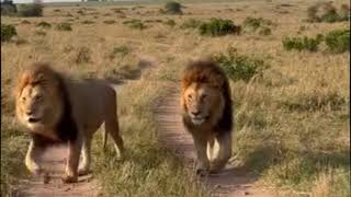 Black Rock Male Lions Oloshipa \u0026 Oloimina finally appears patrolling their area | 24 August 2024