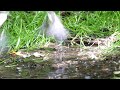 山中湖 大洞の泉のヒガラ（幼鳥）の水浴び　その３（4k60p動画）