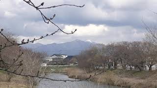 🔴桜の開花状況【秋田市太平川】と　昨年の桜祭り❗　令和発表初日＊4月1日