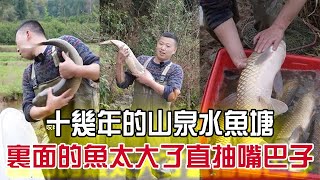 十多年的山泉水魚塘，裏面的魚太大了直抽嘴巴子#戶外 #抓魚 #農村生活 #我要上熱門