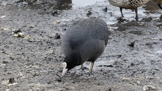 何かを啄むオオバン（Coot）