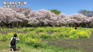 【桜】【菜の花】国立昭和記念公園 #菜の花 #桜 #sakura #nanohana #flower  #4k #showakinenpark