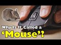 Why Do We Call It a Mouse? The Surprising Story of a Tech Icon