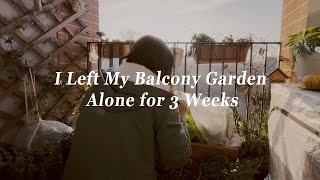 #13 I Left My Balcony Garden Alone for 3 Weeks in Winter… What Survived? + Balcony Garden Tour