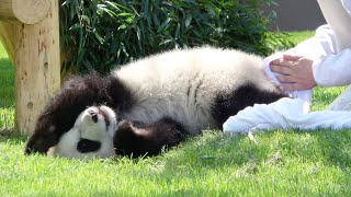 ゴシゴシ！ タオルで綺麗♥ でも、本当は・・・🐼 タオルよりも遊びたい！！ #彩浜 #アドベンチャーワールド