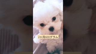 【超小型犬動画】マルチーズ600グラムのポポ二頭身？　#パピー　#パピー犬　#Puppy　#犬の赤ちゃん　#ベビー犬　#puppylove 　#maltese baby　#こいぬ　#子犬　#愛犬