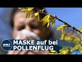 MASKE GEGEN HEUSCHNUPFEN: So können FFP-2-Masken die Allergie-Wochen erträglicher machen