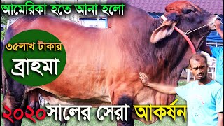 আমেরিকার টেক্সাস থেকে আনা হলো 2020সালের ঈদের সেরা আকর্ষন ৩৫ লাখ টাকার ব্রাহমা brohma cow